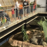 Boy, 3, Has 5 Surgeries After Being ‘Thrown Into Croc Pit
