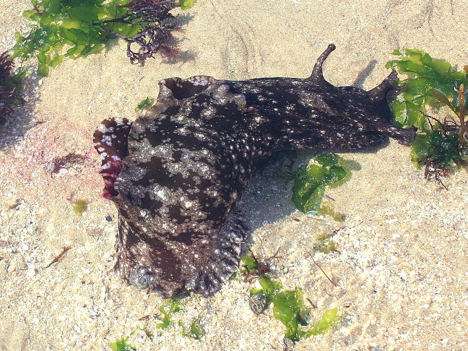 Mystery ‘Slug-Like’ Sea Creature Washes Up on UK Beach Mystery ‘Slug-Like’ Sea Creature Washes Up on UK Beach