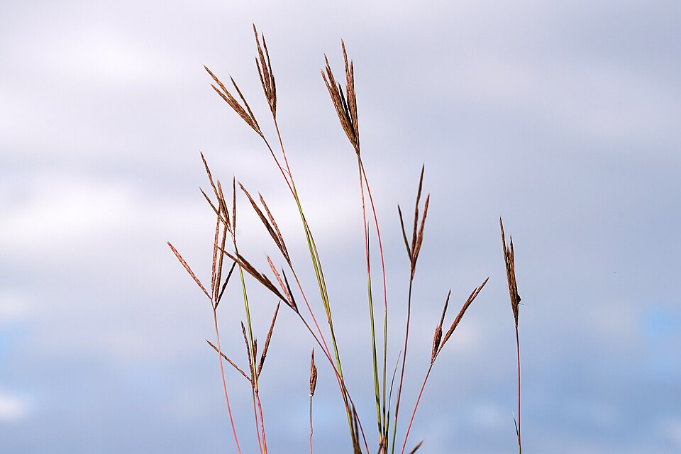 Minnesota Drought Is Spreading Faster Than Expected Minnesota Drought Is Spreading Faster Than Expected