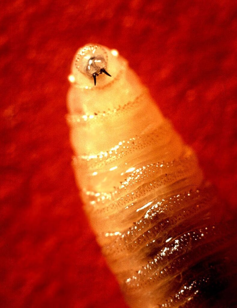 CDC Activates Emergency Response to Flesh-Eating Screwworm Outbreak