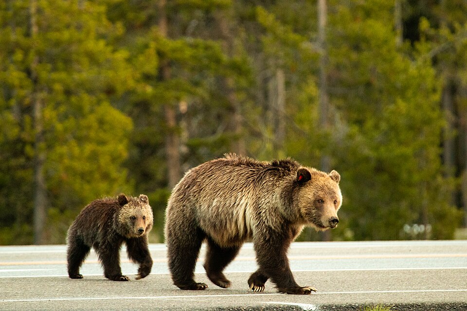 Best European Road Trips: Readers’ Favourites, From Bears to Bends Best European Road Trips: Readers’ Favourites, From Bears to Bends