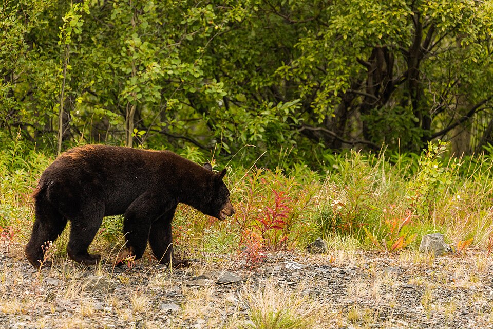 California Bear Attack: Man Fights It Off With a Hatchet California Bear Attack: Man Fights It Off With a Hatchet
