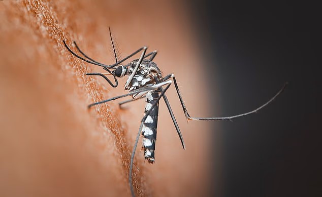 Pentagon Files: US Army Tested ‘Killer Mosquitoes’ as Bioweapons Pentagon Files: US Army Tested ‘Killer Mosquitoes’ as Bioweapons