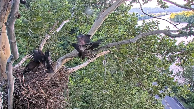 2 Eaglets Take First Flights From U.S. Steel Nest 2 Eaglets Take First Flights From U.S. Steel Nest