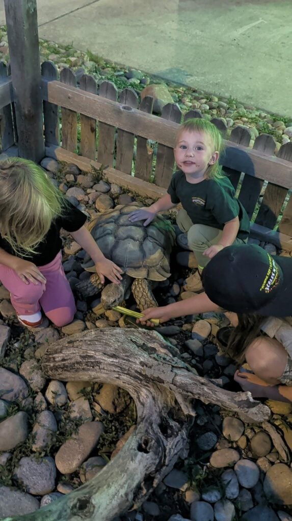 Stolen Tortoise Returned to Colorado Springs Pet Shop; Suspect Held Stolen Tortoise Returned to Colorado Springs Pet Shop; Suspect Held