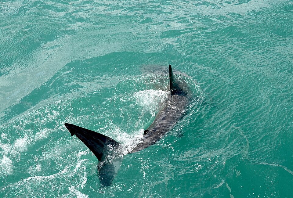 Shark sightings shut Rockaway Beach amid NYC heatwave Shark sightings shut Rockaway Beach amid NYC heatwave