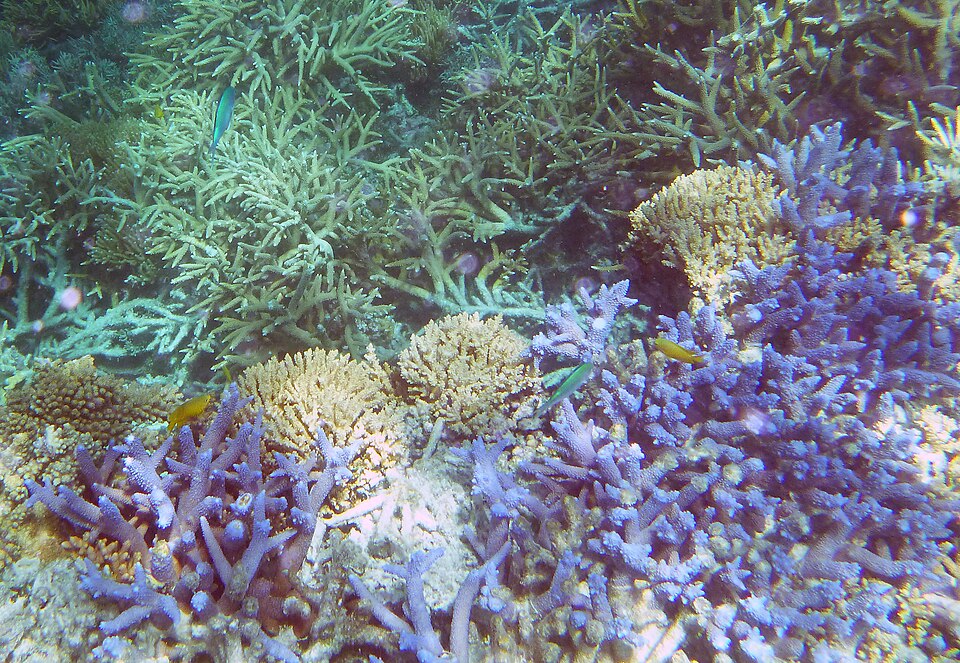 Australia Welcomes UNESCO Move to Spare Reef Danger List Australia Welcomes UNESCO Move to Spare Reef Danger List