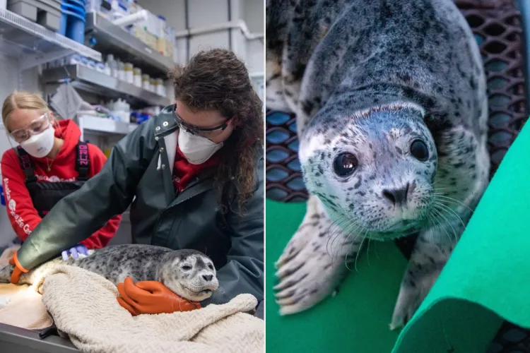 Alaska Pilot Flies 300 Miles to Save Injured Baby Seals Credit : alaskasealife.org