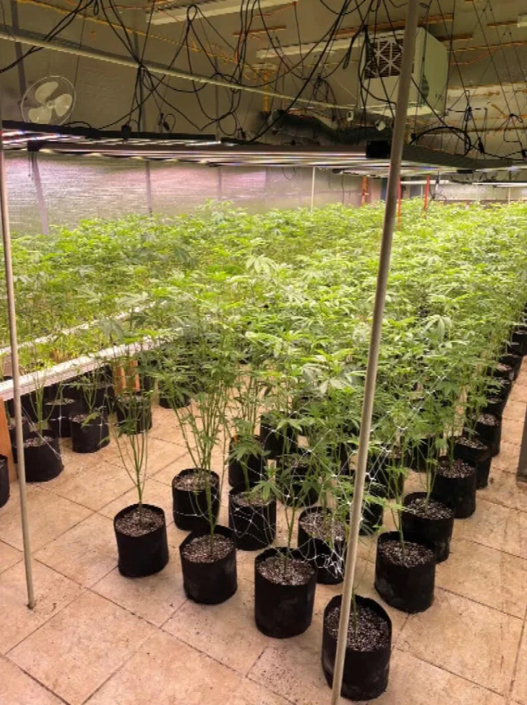 SWAT teams seize 1,900 marijuana plants at illegal grow on Colorado’s Eastern Plains SWAT teams seize 1,900 marijuana plants at illegal grow on Colorado’s Eastern Plains