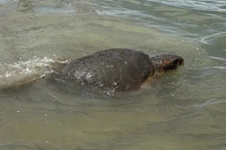 250-Lb. Loggerhead Turtle Rescued From Georgia Marsh 250-Lb. Loggerhead Turtle Rescued From Georgia Marsh